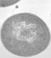 Phage angriber mælkesyre bakterie