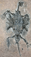 Turtle fossil